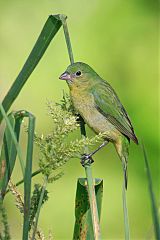 Painted Bunting